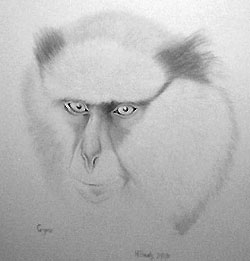 aarons-monkey-drawing.jpg - 10544 Bytes