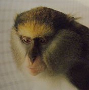 aarons-monkey-photo.jpg - 6929 Bytes